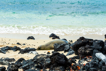 Hawaiian monk seal resting on a beach