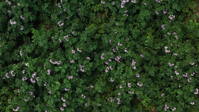 Drone descends over flowering potato bushes, violet potato flowers, aerial view