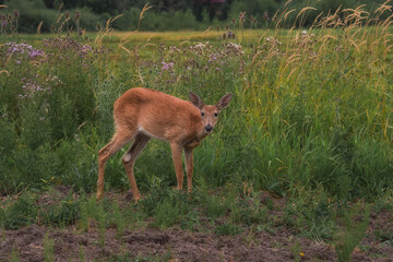Deer in forest grasslands looking at camera