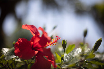 red flower in the garden