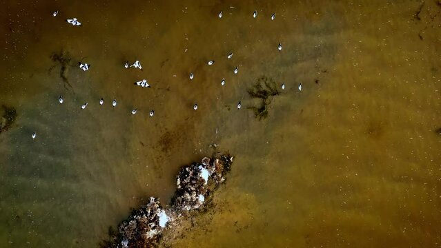 Red-necked Avocet - Recurvirostra novaehollandiae also Australian avocet or Cobbler, cobbler's awl, and painted lady, black and white endemic flock of birds in the Pink Lake in Port Gregory.