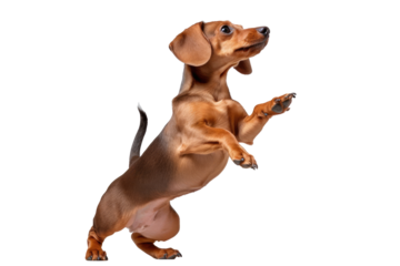 A playful dog with its tail in the air against a crisp white transparent background.  Generative AI