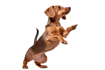 Fototapeten A playful dog with its tail in the air against a crisp white transparent background.  Generative AI © GMZ