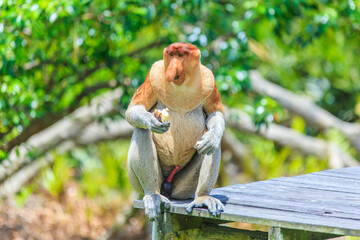 proboscis monkey or nasalis larvatus
