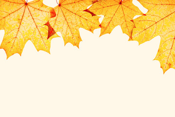 Fototapeta premium Frame from autumn red yellow maple leaves with natural texture on beige background, copy space. Natural fallen autumn leaf as minimal backdrop. Beautiful fall leaves, autumnal herbarium