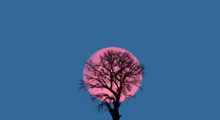 Lone dead tree with super full blue Moon 