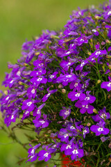 Fototapeta premium The magic of blue flowers in the summer garden.