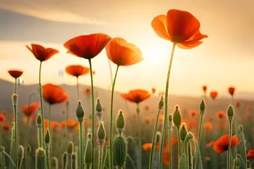 Raamstickers field of poppies and sky © Humaira