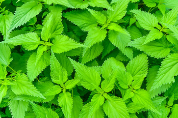 Nettle photographed in the forest