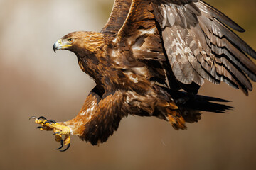 Águila real a punto de tomar tierra y con las alas abiertas