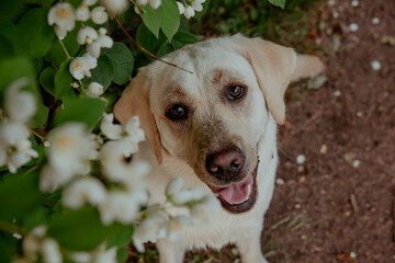 Golden retriever smiling in white flowers, close-up