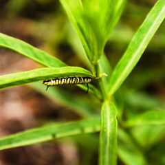 Monarch butterfly caterpillar feeds on a Narrowleaf Milkweed plant