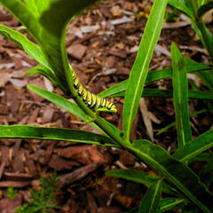 Obraz premium Monarch butterfly caterpillar feeds on a Narrowleaf Milkweed plant