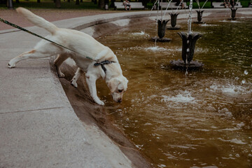 Fototapeta premium Retriever reaches out to drink water from the fountain on a hot day