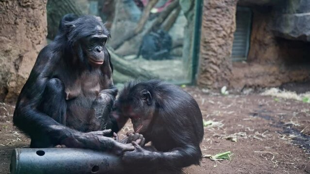 A pair of chimpanzees sits in an enclosure behind a zoo's glass fence. Video 4k