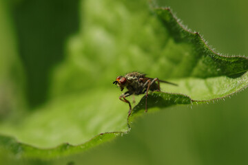 Scatophage du fumier (Scathophaga stercoraria)