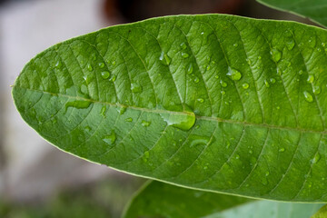 Guava leaves with rain drops 