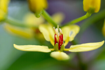 close up picture of a flower - Macro image