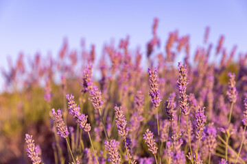 Lavender flowers fields on the Hvar Island in Croatia. Sunset in lavender field.