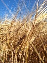 Silhouette of wheats. Hand on the background of a wheat field. Wheat field at sunset.