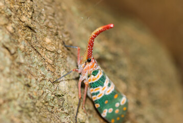 FULGORID PLANTHOPPERS ,Lantern Bugs on twig of tree