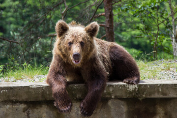 Fototapeta premium Pachetul tău este expediat în țara de destinație, ceea ce durează mai mult decât de obicei din cauza zborurilor de legătură limitate, dar pachetul va ajunge în continuare la timp