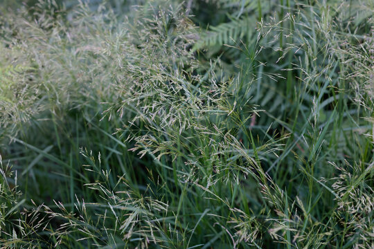 zittergras sommer wiese