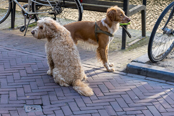 Netherlands, Delft, a poodle and another brown dog on a street