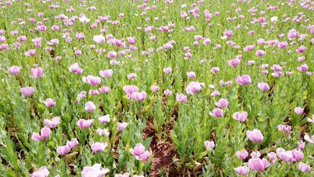 Drohne fliegt &uuml;ber bl&uuml;hendes Feld mit Schlafmohn, Papaver somniferum, Luftaufnahme Germerode, Geo-Naturpark Frau-Holle-Land, Werra-Mei&szlig;ner-Kreis, Hessen