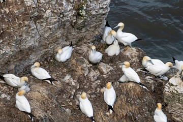 Colony of Gannets and their chicks