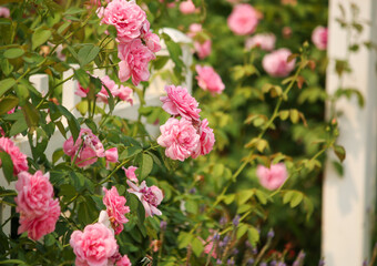 pink roses in the garden