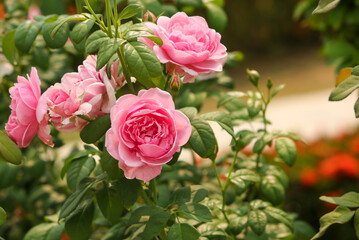 pink roses in the garden
