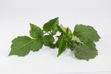 mint leaves isolated on white