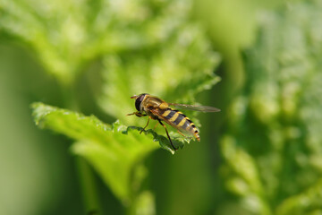Syrphe du groseillier (syrphus ribesii)