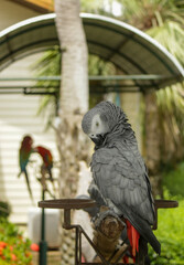 African Grey Parrot in nature surrounding