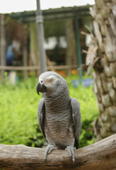 African Grey Parrot in nature surrounding