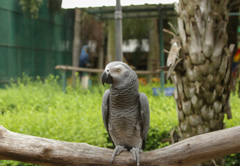 African Grey Parrot in nature surrounding