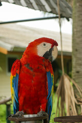 Portrait of colorful Scarlet Macaw parrot