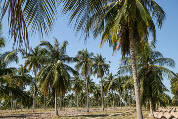 Fototapeta na wymiar Coconut plantation in tropical plantation