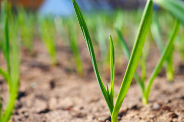 Green garlic or onion grows in garden bed. Close-up view from bottom. Spring sowing and growth of vegetables. Background.