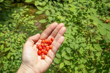Red Huckleberry in hand in front of defocused Huckleberry plant. Wild Huckleberry harvest in female...
