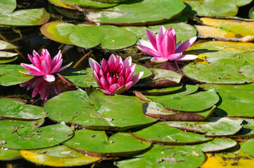 Water Lilies And Lily Pads On The Pond In Summer
