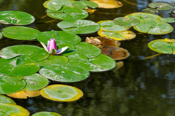 Water Lily And Lily Pads On The Pond In Summer