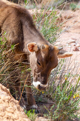 Wild cow in Skazka valley in Kyrgyzstan