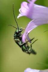 Oedémère noble (oedemera nobilis)
