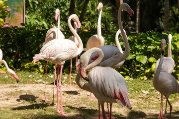Pink flamingo in Thailand zoo