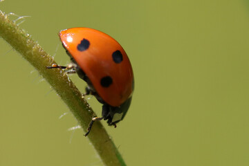 Coccinelle à Sept Points (Coccinella septempunctata)