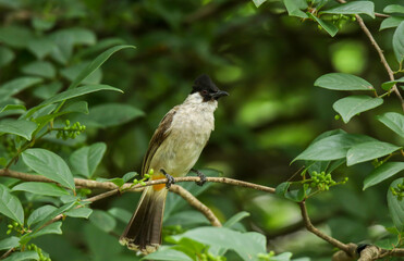 Sooty-headed Bulbul Pycnonotus aurigaster come and bathe in the wells along the rocks