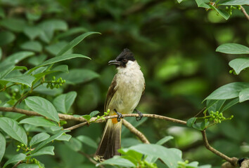 Sooty-headed Bulbul Pycnonotus aurigaster come and bathe in the wells along the rocks