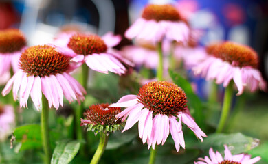 Bunch of purple Echinacea in full bloom - focus is on the flower at the fromt.